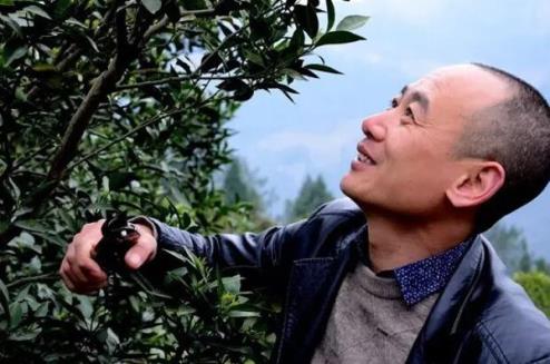 东北汉子要当湖北秭归“脐橙大王”《致富经》