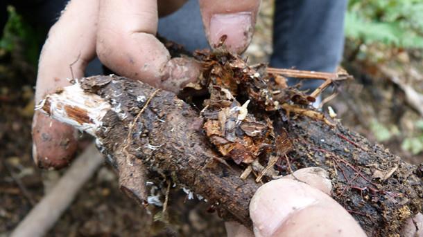 贵州黔西：“小天麻”引领群众致富