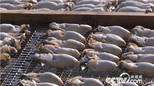陈汉宗:蚝的财富他最懂《致富经》