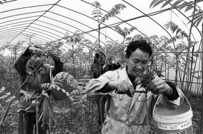 重庆回龙镇:5万多斤椿芽卖了150多万元