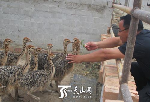 新疆尉犁县：特色养殖成农户致富“点金石”
