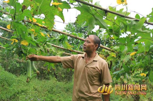四川双加镇：乡村致富领路人