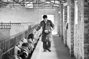 大学生“羊倌儿”李晓升：农村才是我的根