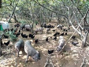 湖南双峰县：现实版开心农场 小而精高端订养