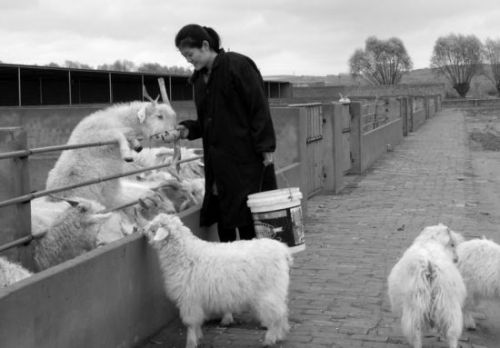 不顾质疑圆梦想 榆林女大学生村官“羊倌生活”