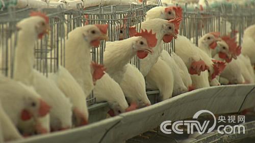陈功亮：25岁小伙靠不吃的鸡蛋发财《致富经》
