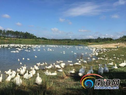 海大女教授脱下旗袍去澄迈养鸡鸭 带村民科学致富