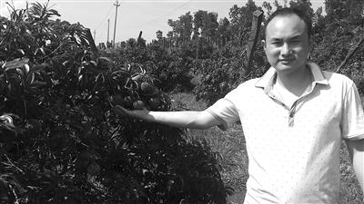 湘潭80后小伙弃政从商 海南创业卖水果