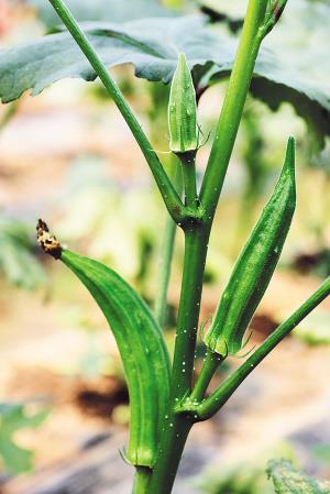 海南种植“绿色人参”黄秋葵 老了也是宝