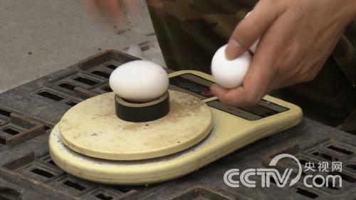 陈功亮：25岁小伙靠不吃的鸡蛋发财《致富经》