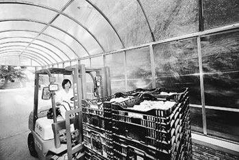 北京密云县：山洞种平菇 反季财可出