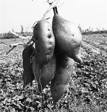 刘迪：让小地瓜变“致富果”