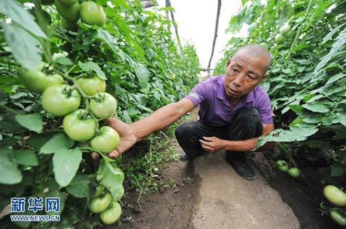 吉林榆树：巧打时间差 西红柿做出农民致富大文章
