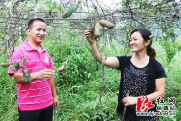 湖南保靖且湖村特色种植托起农民致富梦
