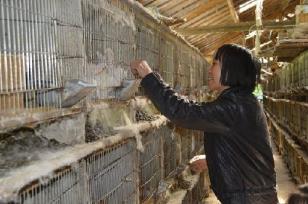 重庆石柱刘克兴:养殖肉兔带领乡邻致富