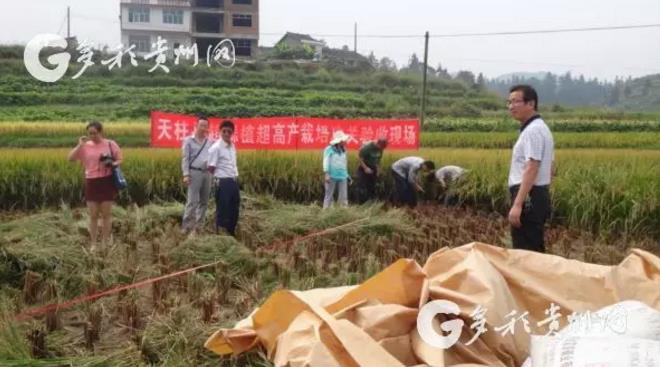 绿色稻+?他的探索为贵州稻田增收致富开了新路!