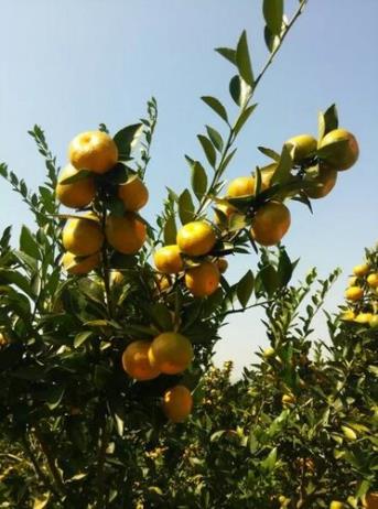 湖南江华县:树上挂满“致富果”