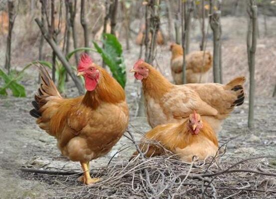 江苏如东：“跑偏”的创业路 多措并举念好致富经