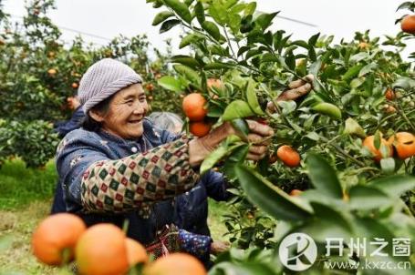 重庆开州区：柑橘成村民致富“金果子”
