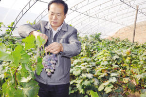 天津陈咀镇:无公害庄园闯出致富路