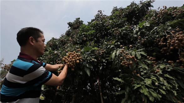 邓洪九:亿万财富从一根扁担起步《致富经》