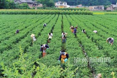四川泸州:一级建造师追寻“辣椒梦”