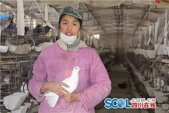 四川仁寿县:80后回乡养鸽创业致富