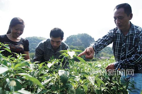 四川泸州:一级建造师追寻“辣椒梦”