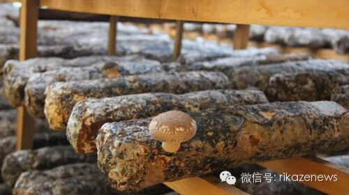 搭建沪藏农业合作新桥梁 打造高原现代农业示范区