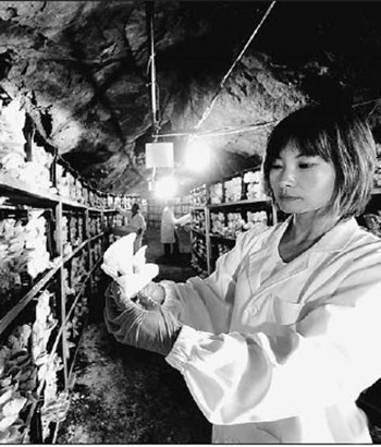 北京密云县：山洞种平菇 反季财可出