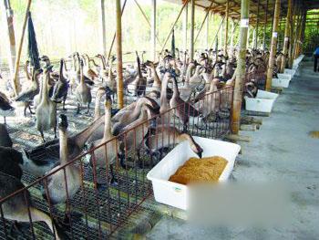 广东开平县：养殖马冈鹅 越土越红火