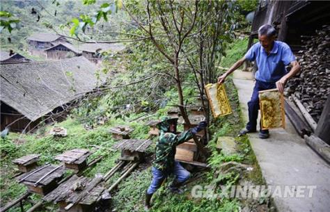 天柱马鞍农民深山养蜂酿造新生活
