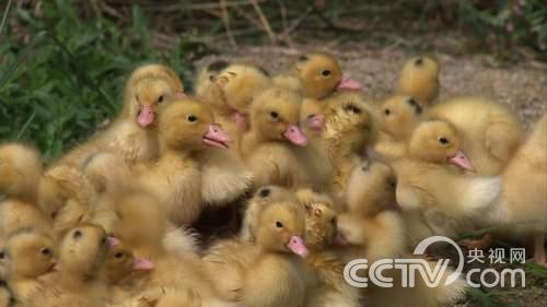 致富经：卖鸡蛋有高招 让老婆住进大别墅