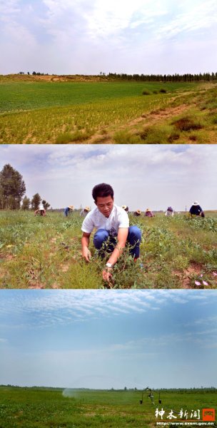 80后年轻小伙“土里刨金” 种植板蓝根寻到致富路