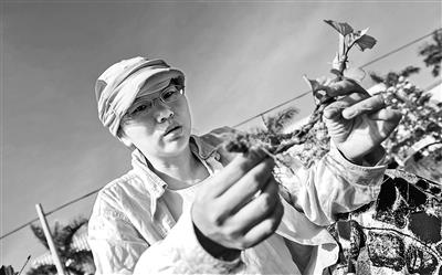 刘迪：让小地瓜变“致富果”