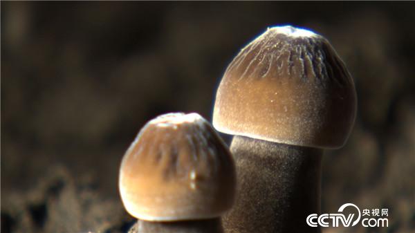 刘春龙:危险大棚里的诱人财富《致富经》