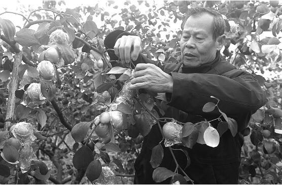 广东怀集果农差异化种植闯出财路