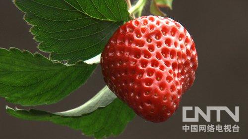 辽宁东港市：全家人替他还债之后（致富经）