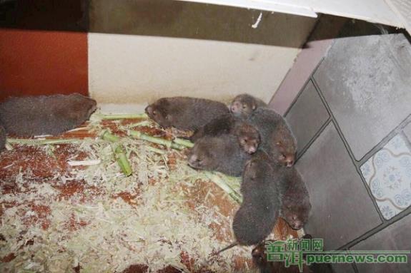 小竹鼠“啃”出致富路