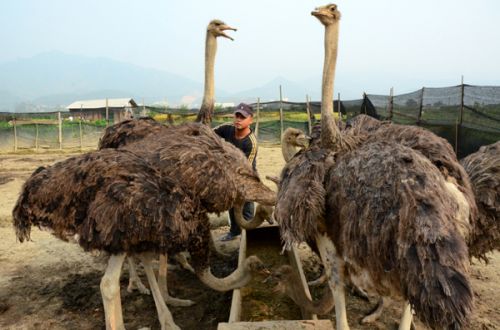榕江农民引进山东鸵鸟饲养成功