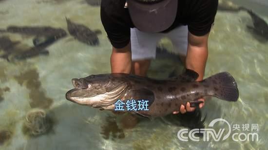 一个台湾商人的千万资产保卫战《致富经》