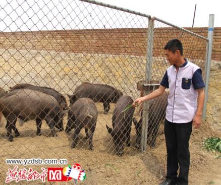 河北滦县大学毕业生回家养猪年收入超过30万