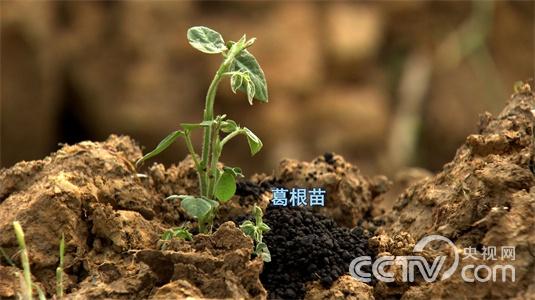 江西德兴市:“葛疯子”刨根刨出亿万财