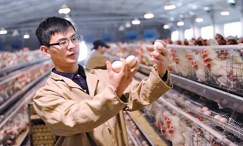 江西乐平：蛋鸡养殖致富