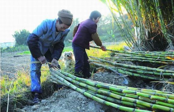 福建仙游:蔗农夫妻的“甜蜜”之路