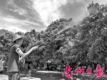 与荔枝杠上的父子兵!惠州惠东卢家父子走电商路