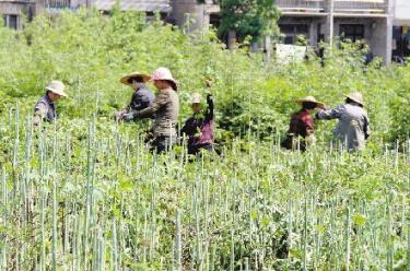 浙江城南镇:种植中药材,还得看市场