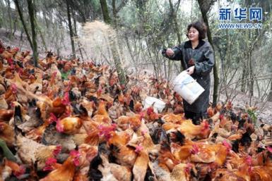华蓥农民抓住“鸡”会借“鸡”生财 100万土鸡迎鸡年
