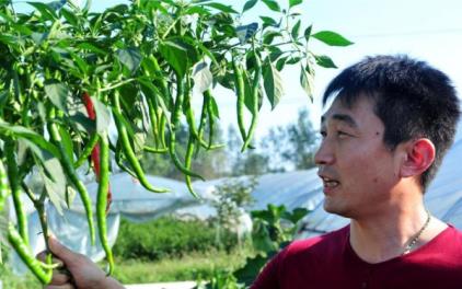 转业军人下乡做菜农 带领村民致富年入百万