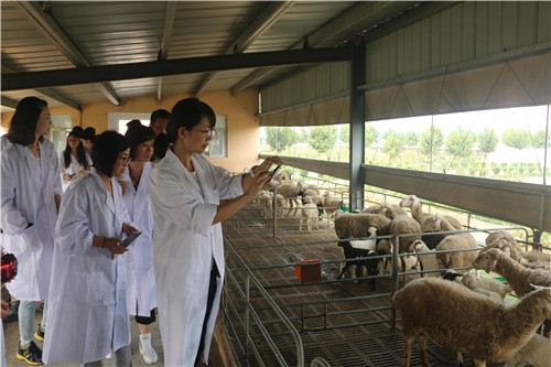 黎阳古城古粮仓 王庄“洋农”羊财兴